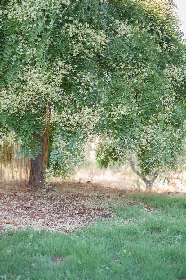 Agriturismo I Grappoli Alberese Kültér fotó